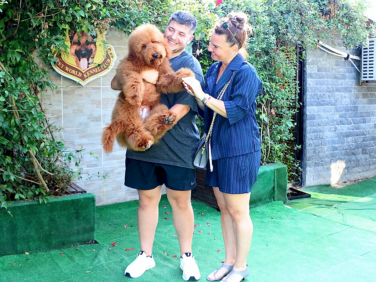 Sevgili Bengü Hanım ve ailesi Labradoodle yavrularına kavuştular