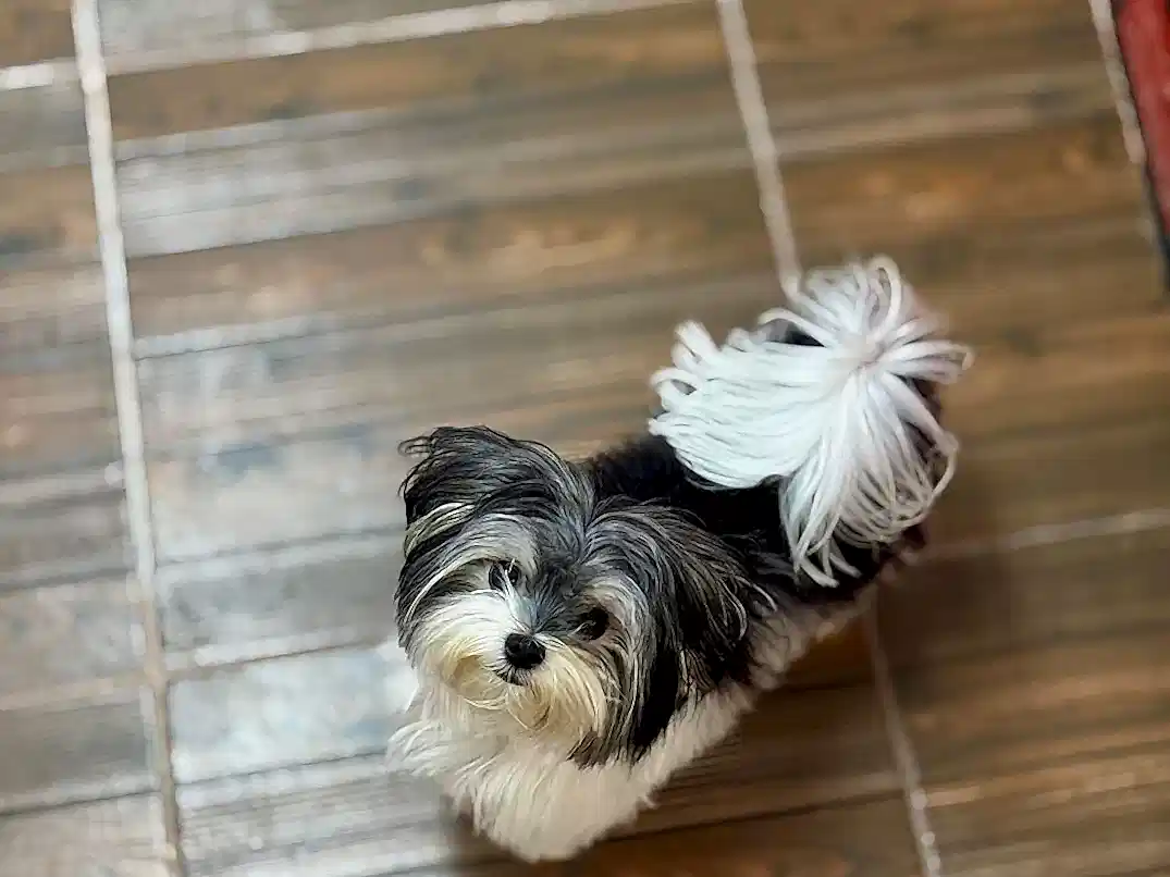 Elit Yavru Pet Otelimizin Sevimli Misafiri Morkie Majör