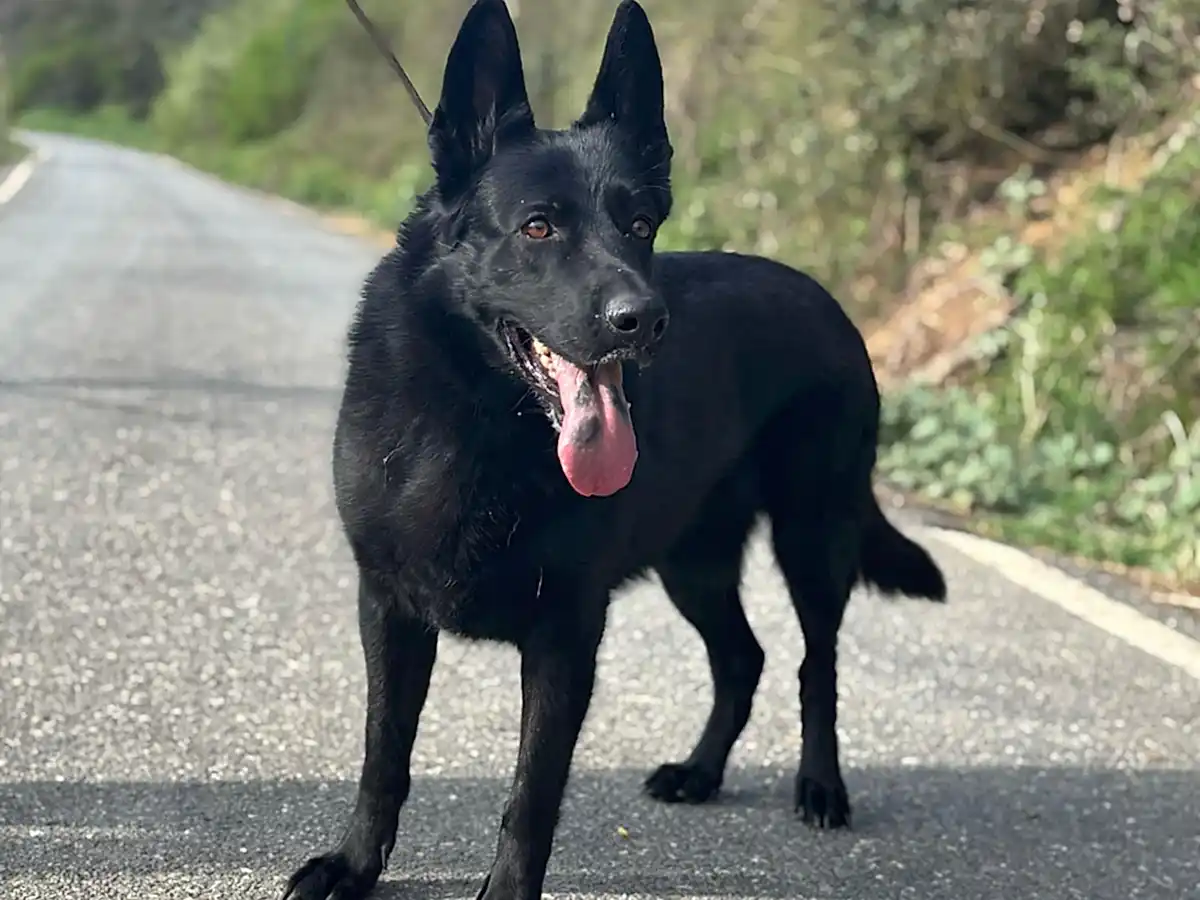 Siyah Alman Çoban Lucy'i Otelimizde Ağırladık