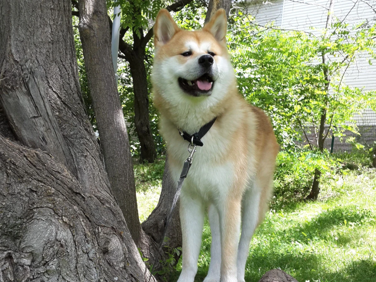 Burcu Hanım Akita cinsi elit yavrusuyla çok mutlu