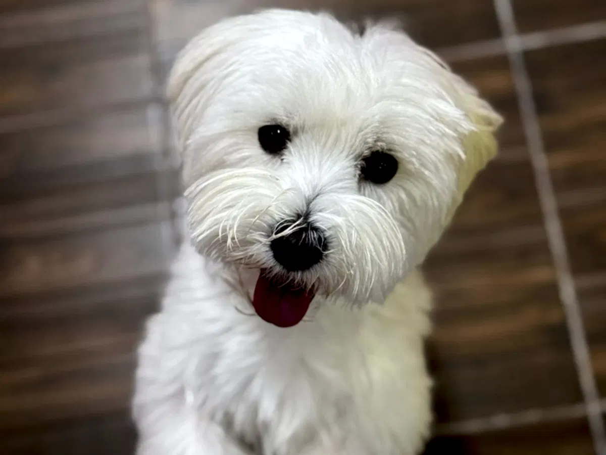 Pansiyonerlerimizden Luca