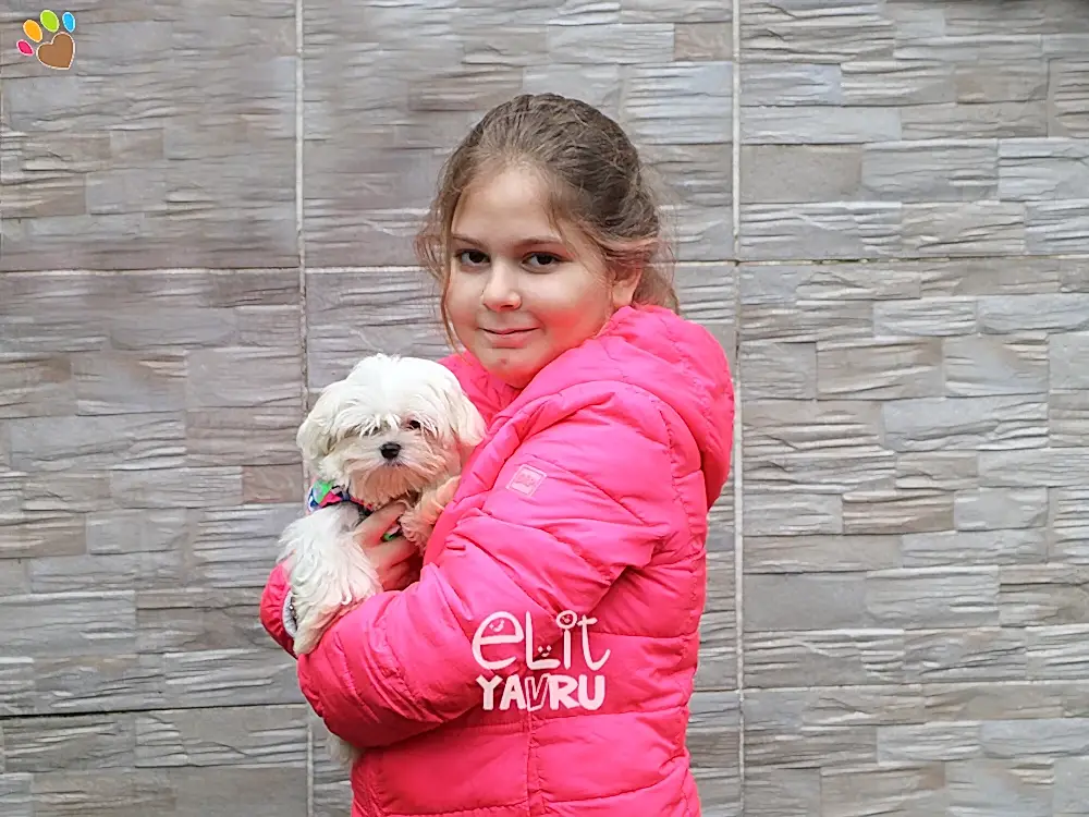 Cansız Ailesi, Maltese Terrier elit yavrularına kavuştu