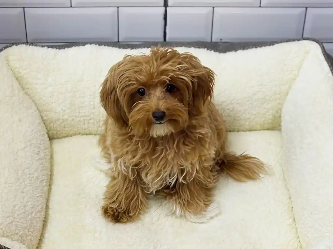 Mocha Elit Yavru Pet Otel'de