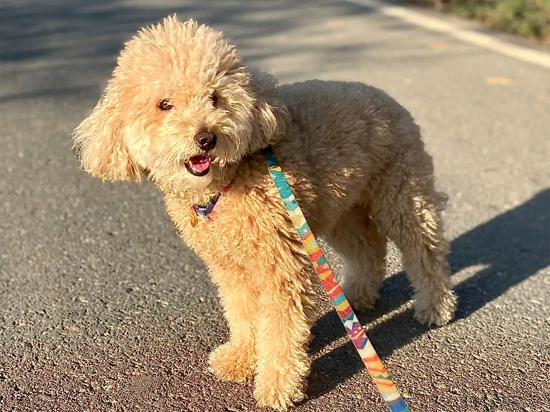 Pansiyonerlerimizden Poodle Şiva