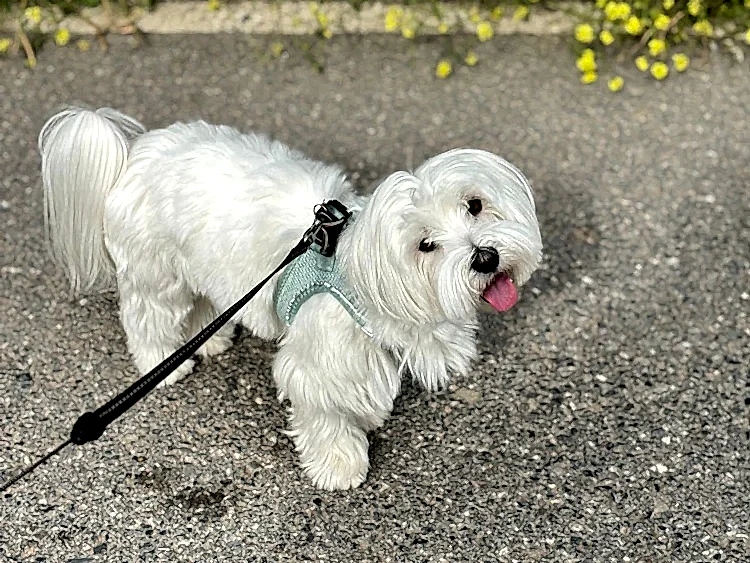 Elit Yavru Pet Otelimizin Sevimli Misafiri Luca