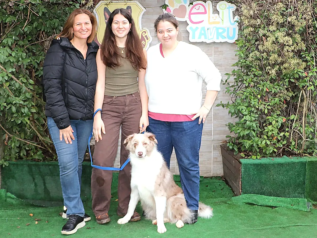 Border Collie dostumuz Troy Temel itaat eğitimini tamamladı
