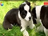 Bir çok ünlü isme hizmet veren Elit Yavru Pazar Sürprizinde