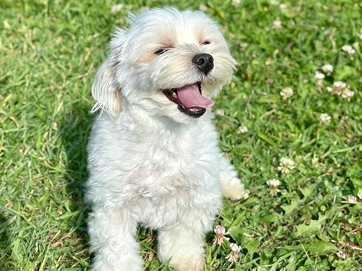 Pansiyonerlerimizden Morkie Toffee