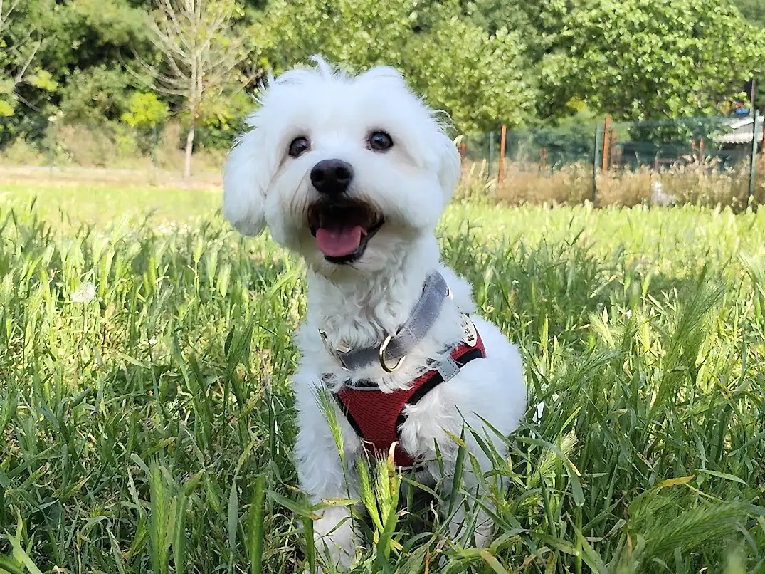 Elit Yavru Otelimizin Misafirlerinden Maltese Bigi