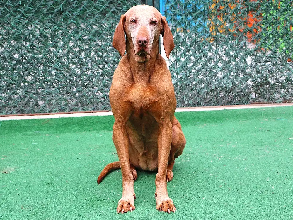 George Alfred'in Av Köpeği İnga düzenli pansiyonerimiz