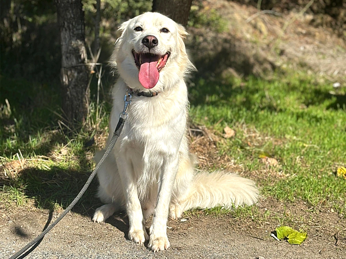 Daimi Müdavimlerimizden Golden Bobi