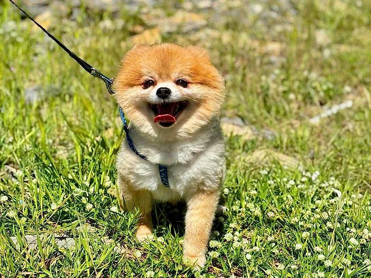 Misafirlerimizden Pomeranian Prens