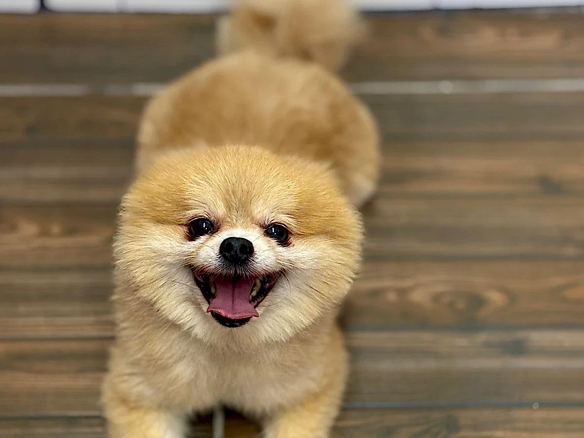 Pansiyonerlerimizden Pomeranian Prens