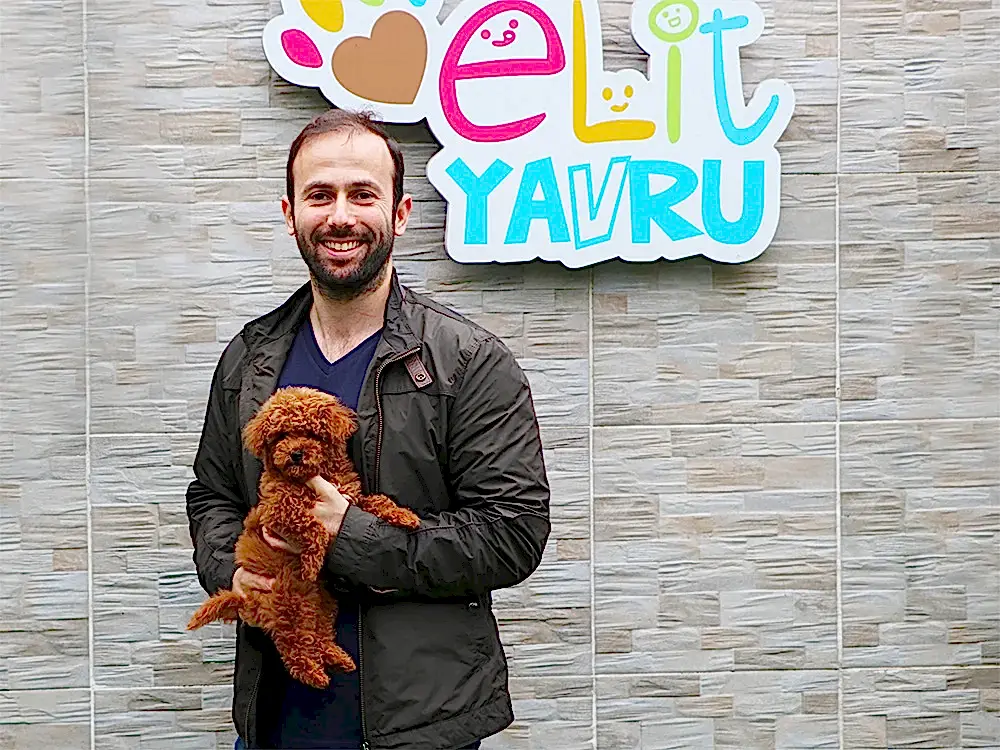 Hakan Bey, red-brown Toy Poodle sahibi oldu