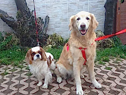 Hörmi ve Mişa pansiyon bölümünde ayrılmaz iki kanki