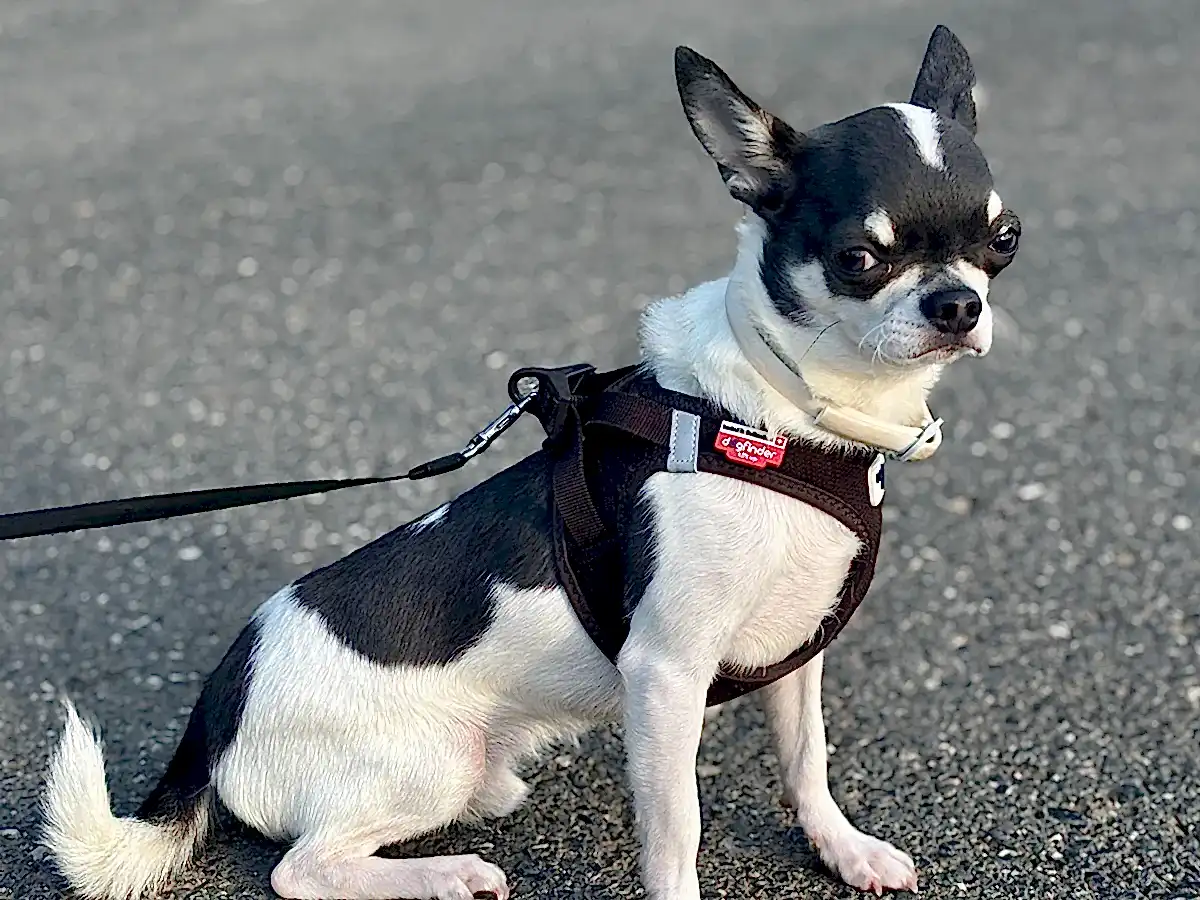 Chihuahua Fibi Elit Yavru Pet Otel'de Konaklıyor