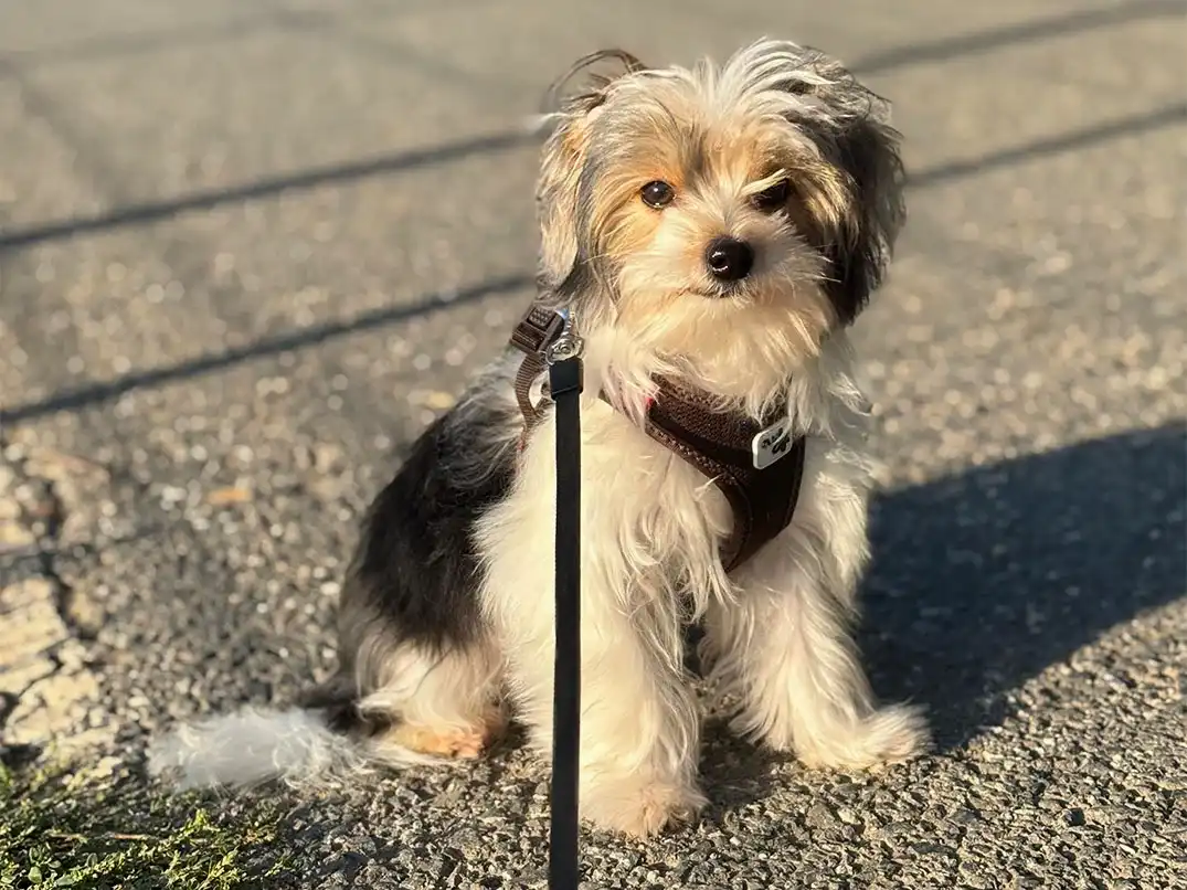 Çiko'nun Elit Yavru Pet Otel Anısı