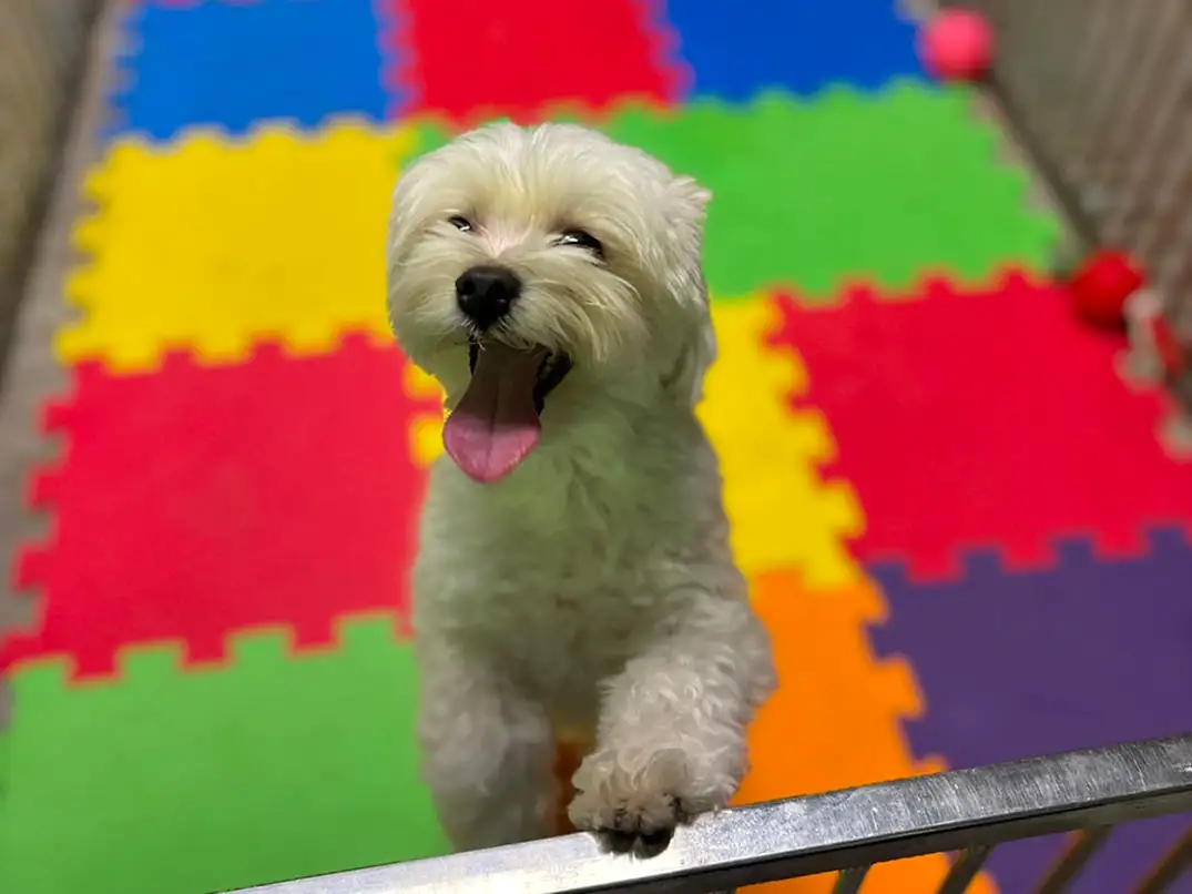 Daimi Müdavimlerimizden Morkie Toffee