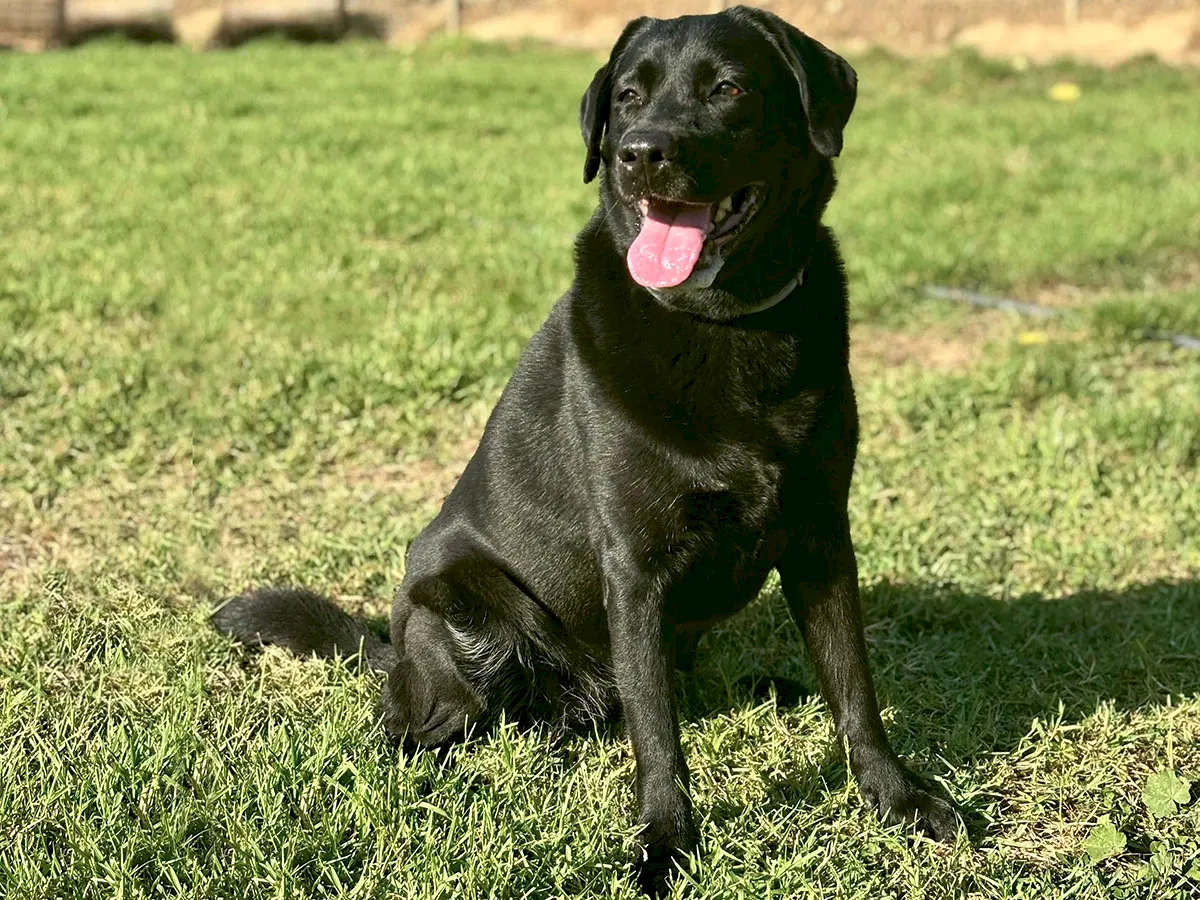 Pansiyonerlerimizden Labrador Tina