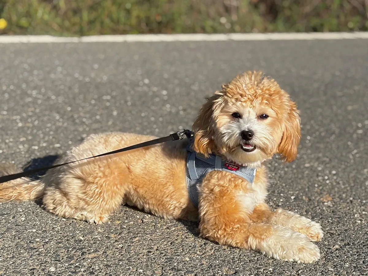 Pansiyonerlerimizden Maltipoo Tarçın