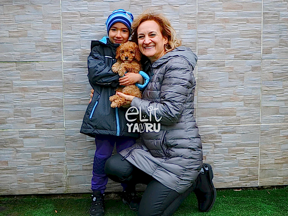 Meral Şahan ve oğlu, Poodle elit yavrularına kavuştu