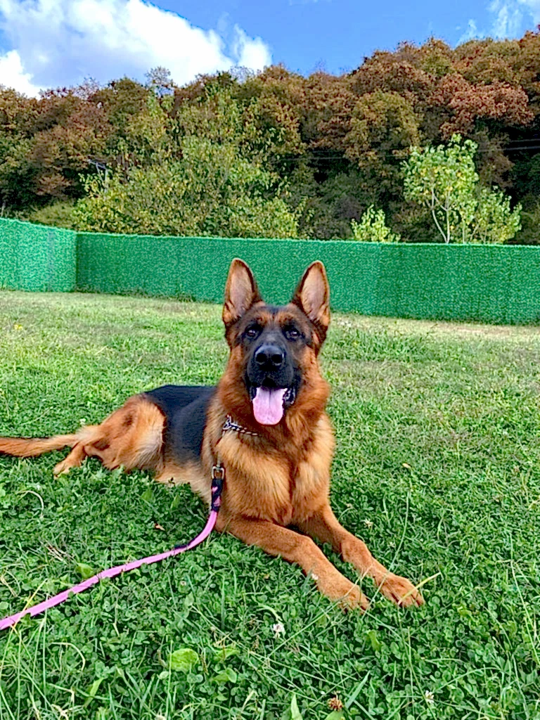 Misafirimiz Alman Çoban Mars