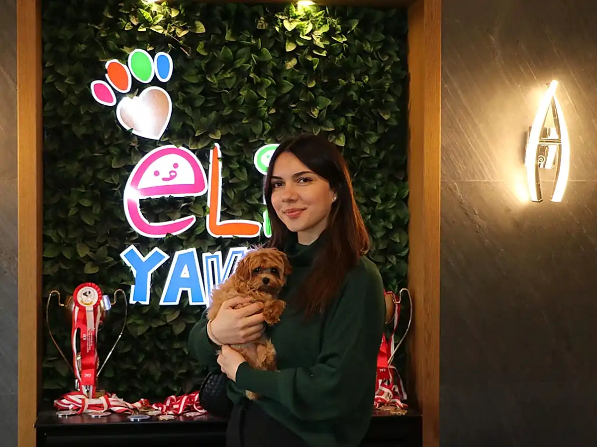 Sevgili Mısra Hanım Maltipoo oğluna kavuştu