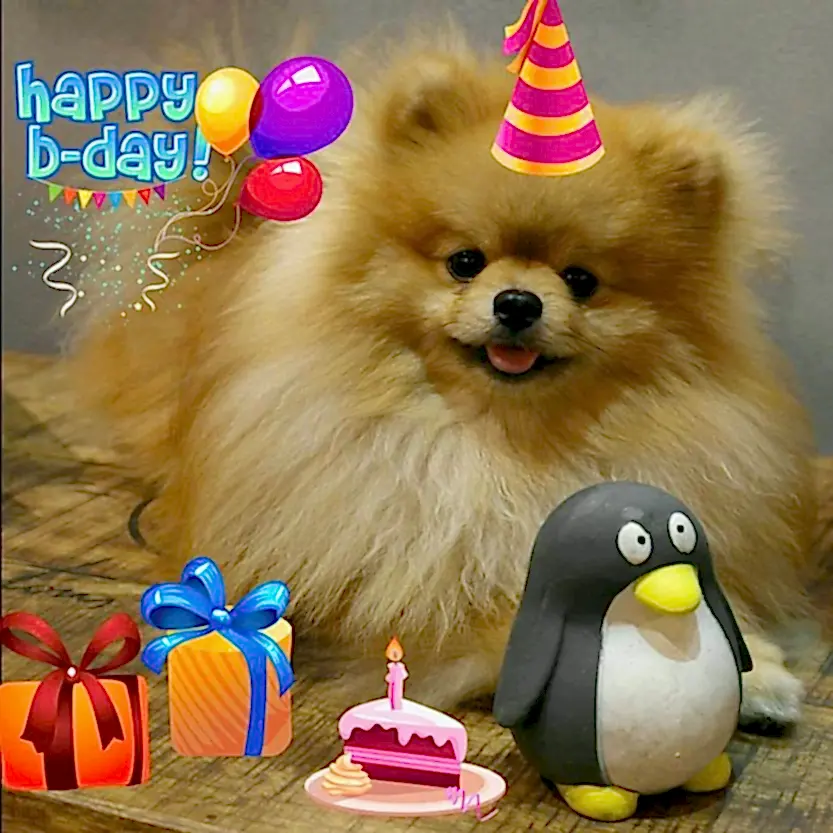 Nice mutlu yıllara Limon