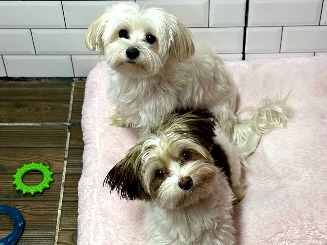 Misafirlerimizden: Charlie & Bailey