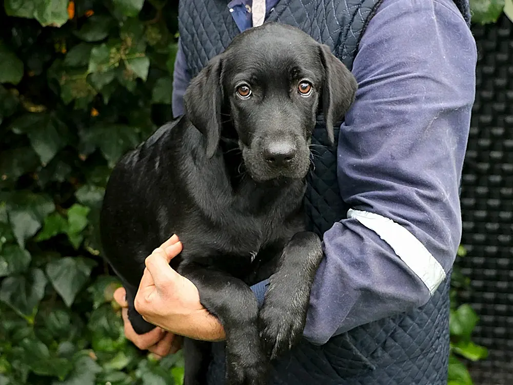 Orkun Yıldız'ın Labrador'u pansiyon misafirimiz oldu