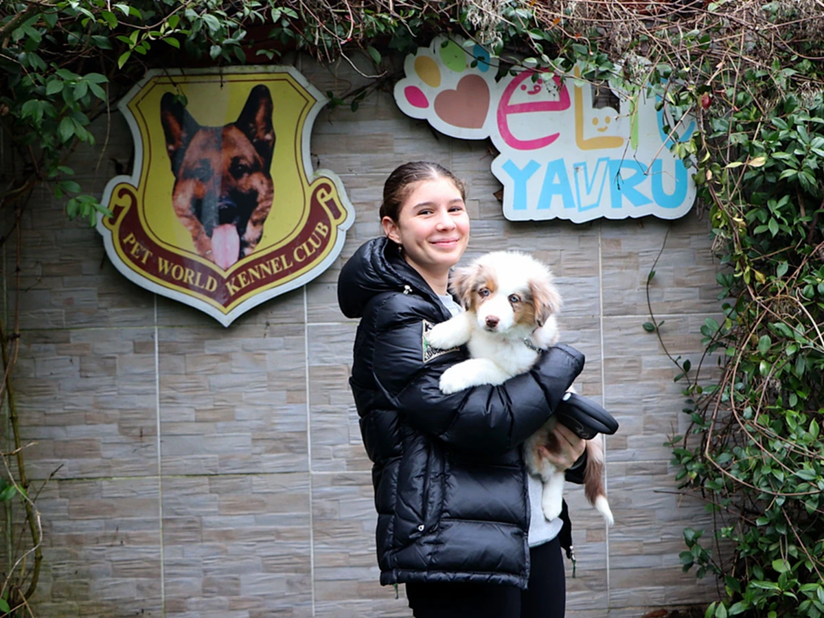 Gürsoy ailesi Miniature American Shepherd yavrularına kavuştular