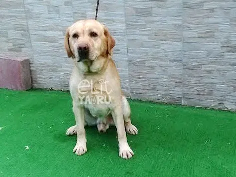 Pansiyon müdavimlerimizden Labrador Buddha