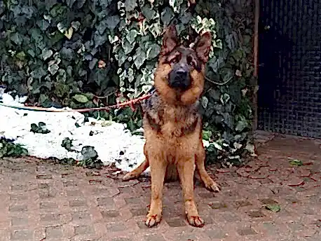 Pansiyonerimiz Alman Çoban Köpeği Alex