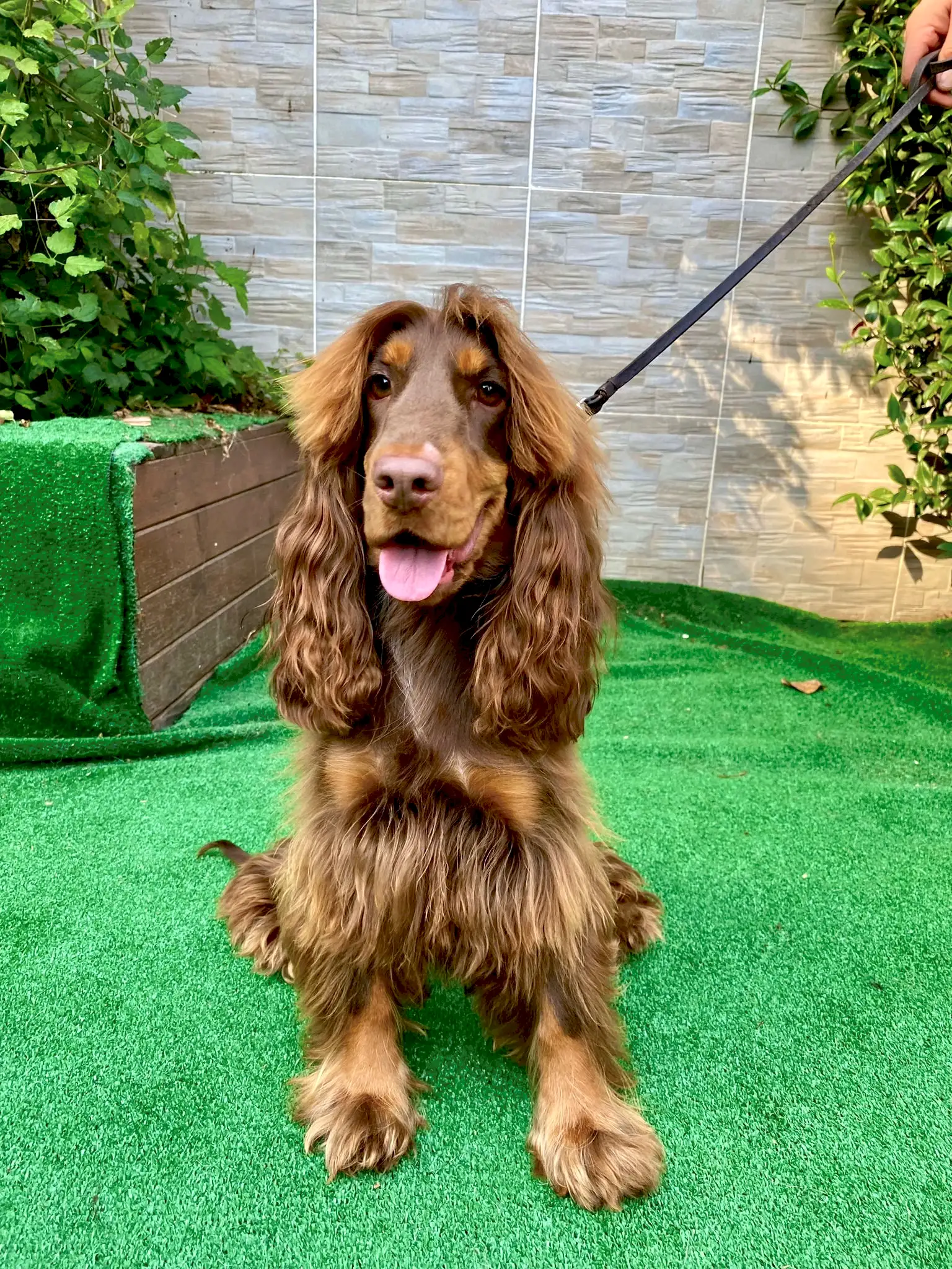 Pansiyonerimiz Cocker Lady Tekrar Bizlerle