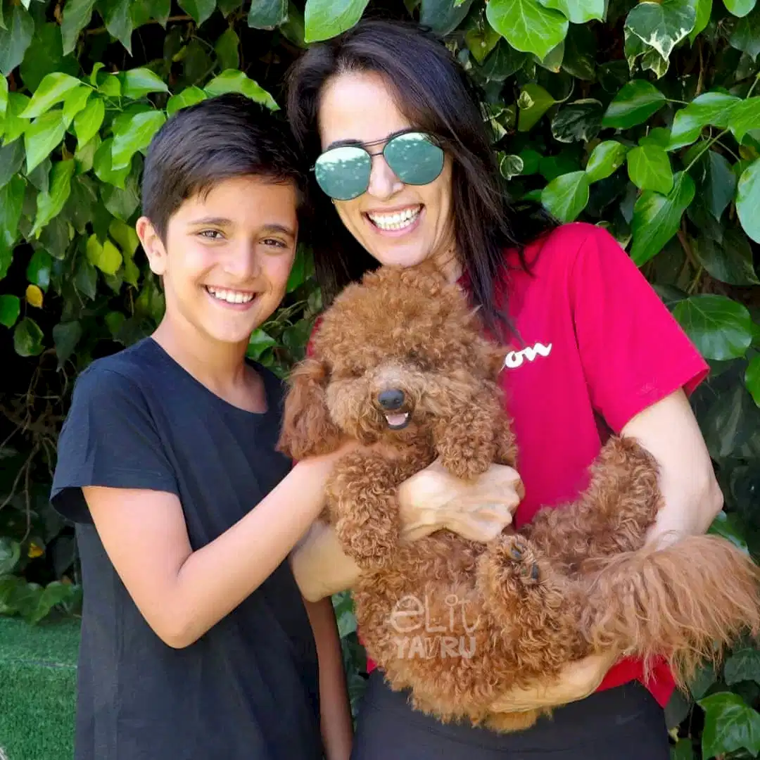 Pansiyonerimiz Poodle Sufle