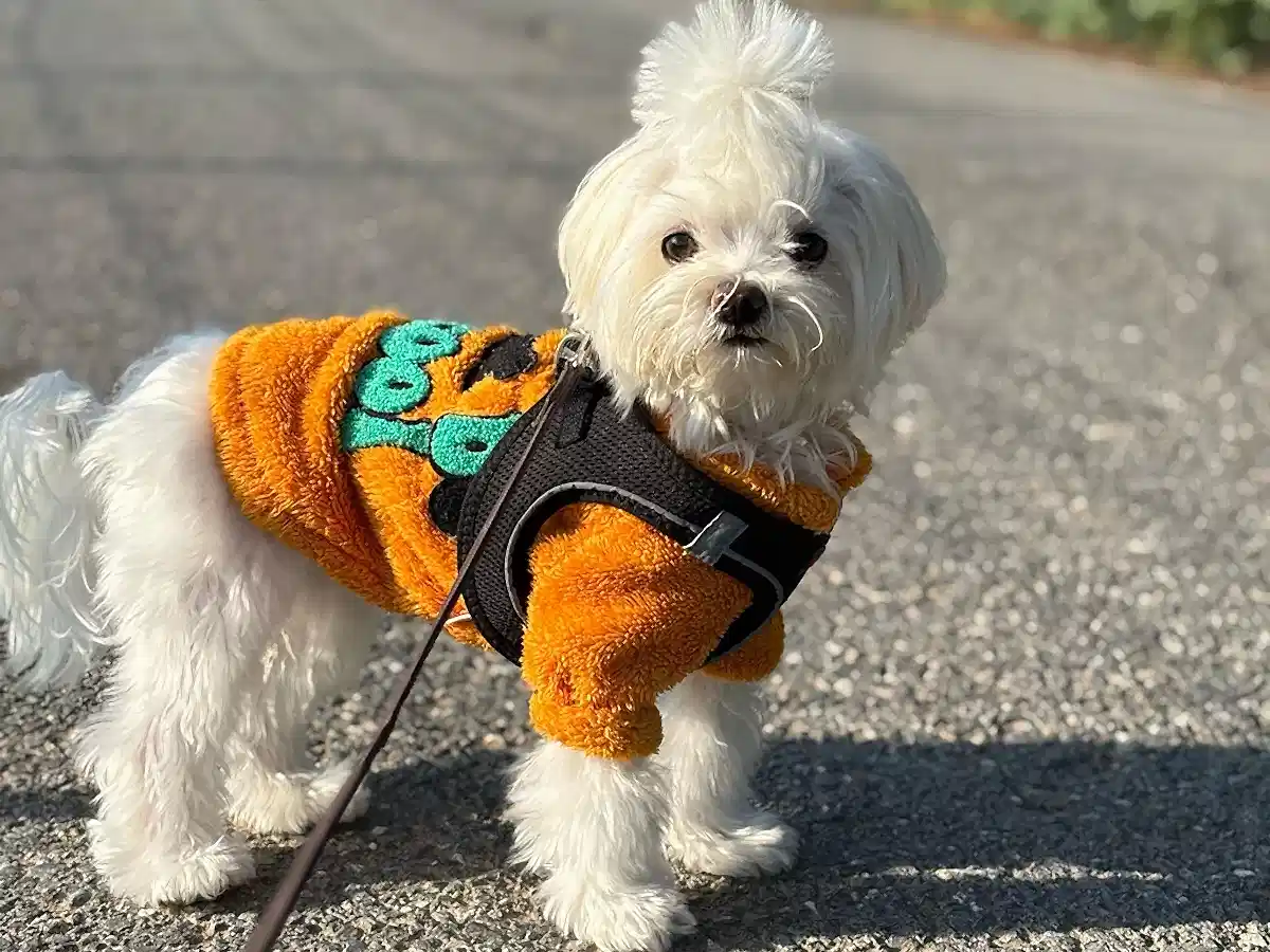 Max Elit Yavru Pet Otel'de Konaklıyor