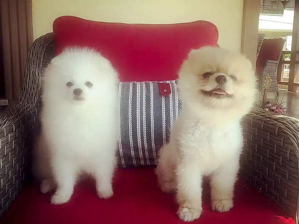 Pomeranian Lokum, tuvalet eğitimini başarıyla tamamladı