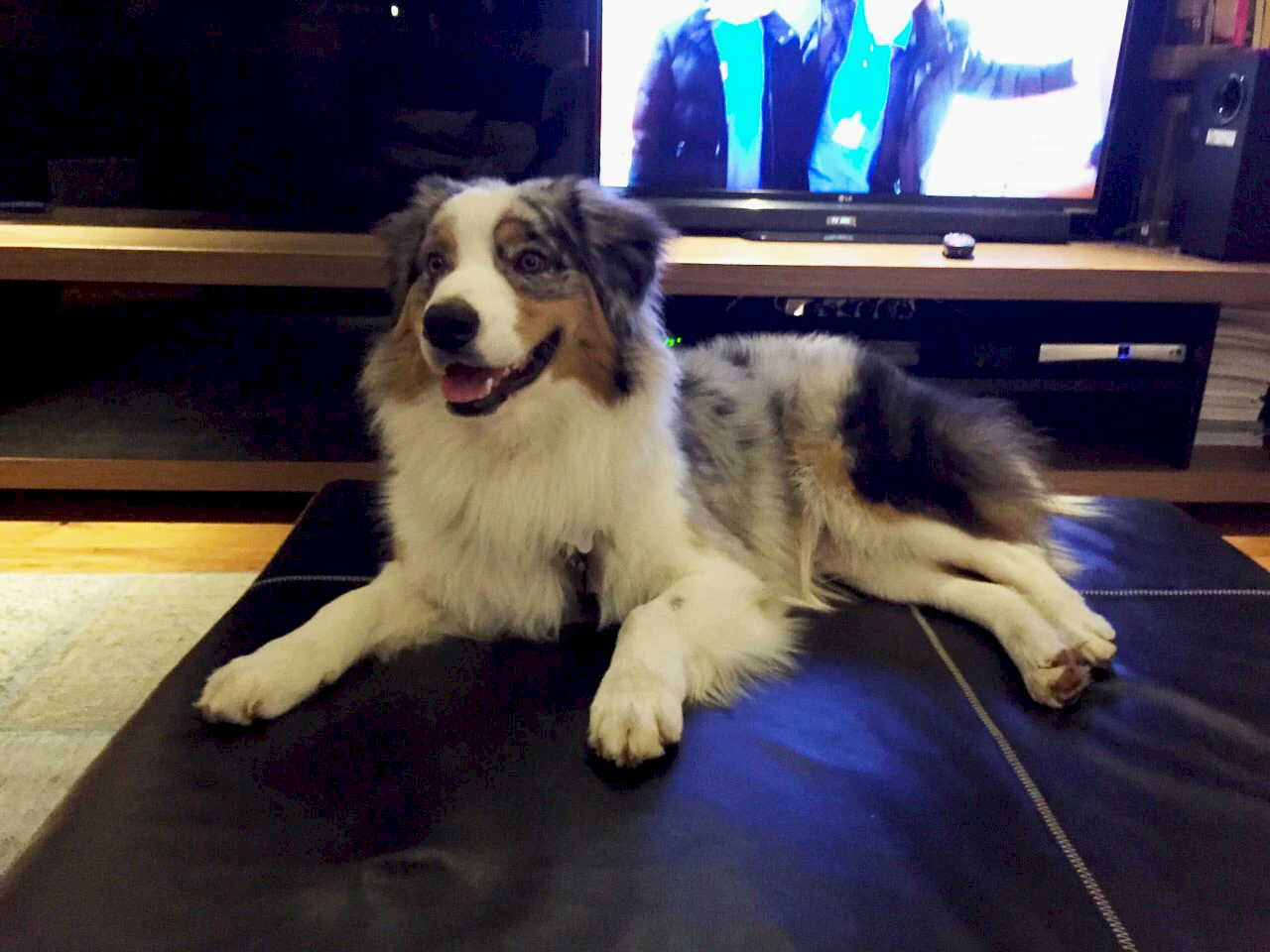 Seda Hanım'ın Australian Shepherd köpeği 1 yaşında