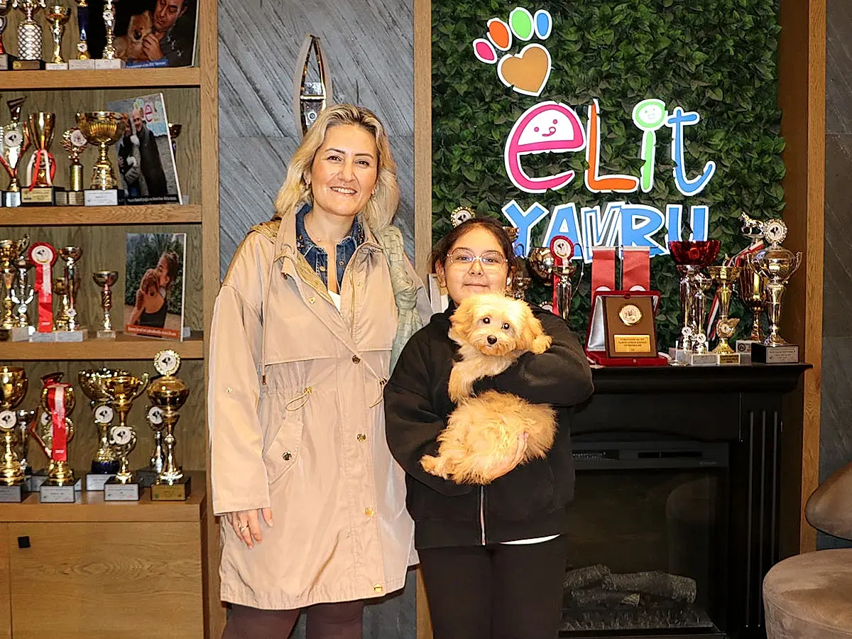 Senem Hanım apricot Maltipoo yavrusuna kavuştu