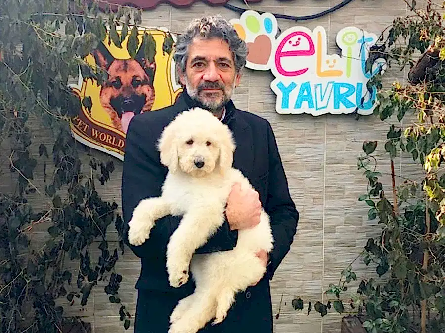 Sevgili Murat Yalçındağ Labradoodle yavrusuna kavuştu