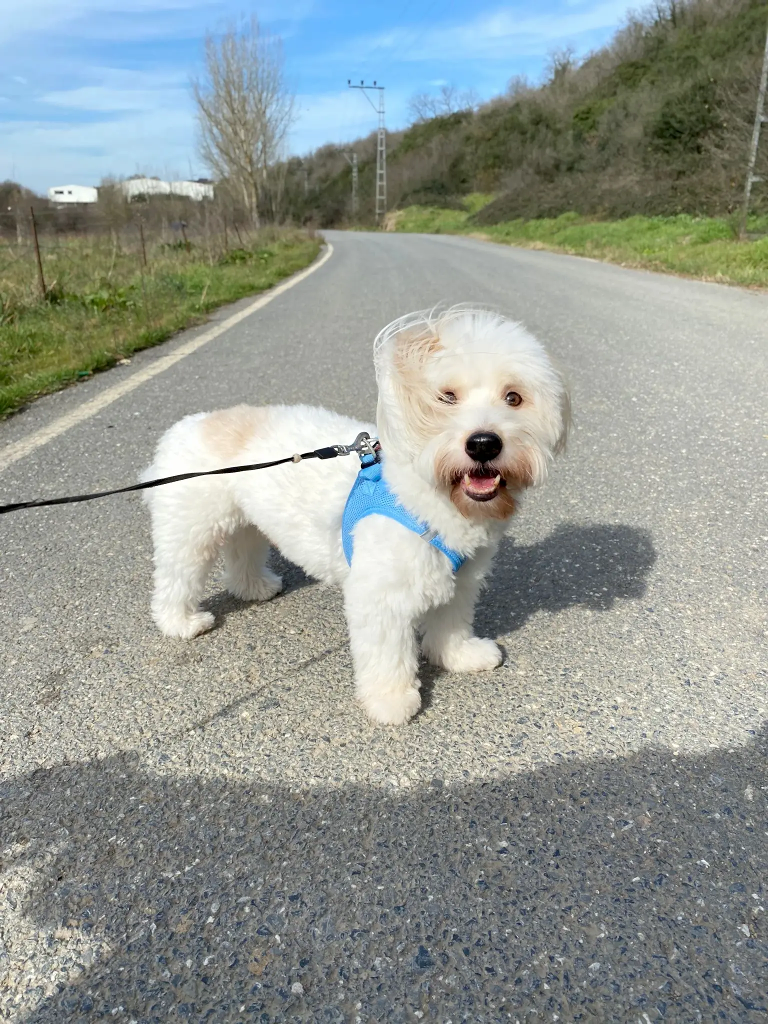 Sevimli Misafirimiz Coton Romeo