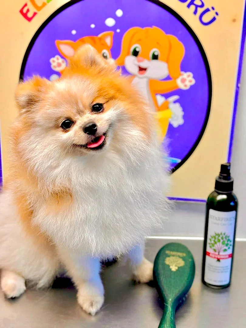 Elit pansiyon misafirimiz Sunny