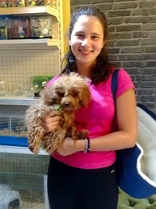 Toy Poodle yavrumuz yeni ailesinde