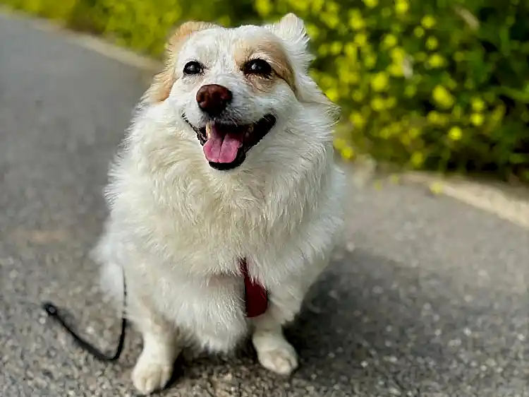 Pet Otelimizin Yeni Misafiri Karamel