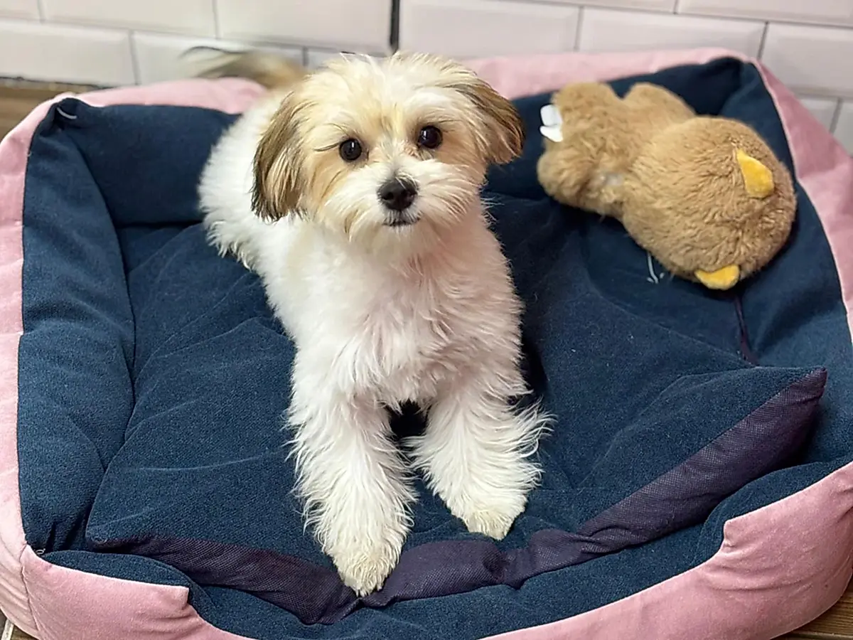 Pansiyonerlerimizden Morkie Maya