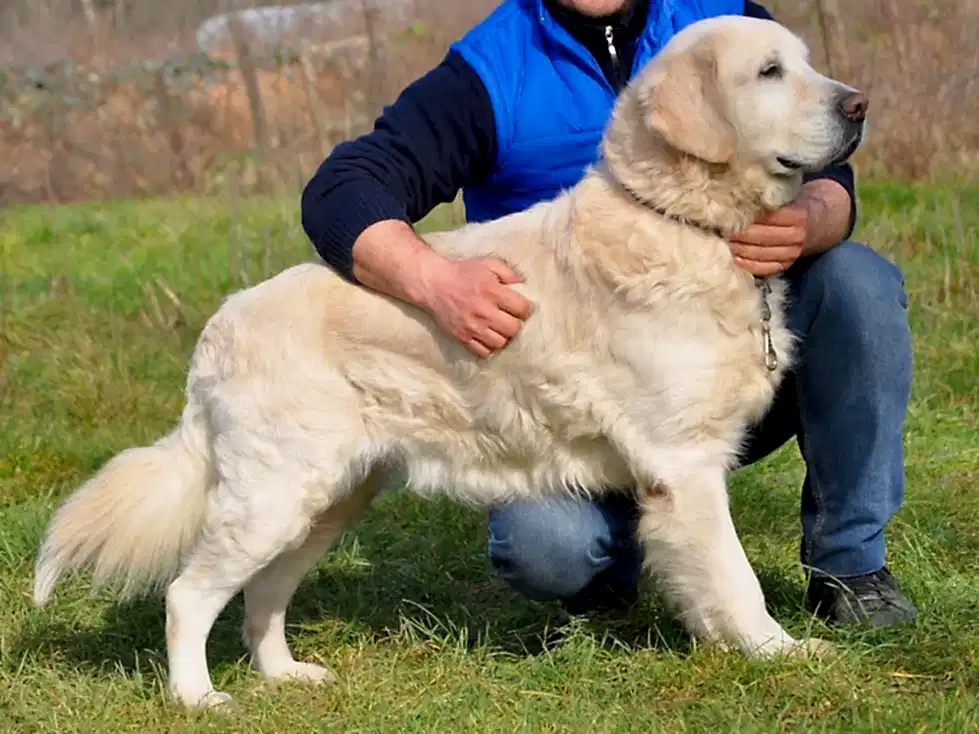 Yakışıklı Bulut pansiyon hizmetimizin müdavimi