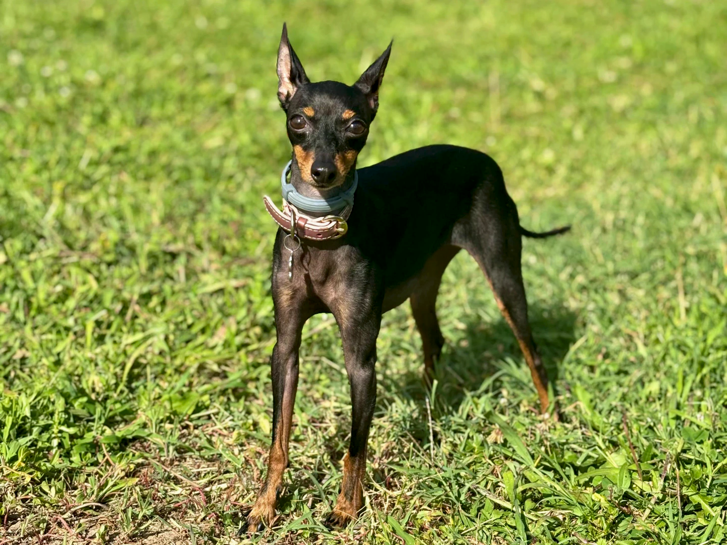 Pansiyonerlerimizden Stella