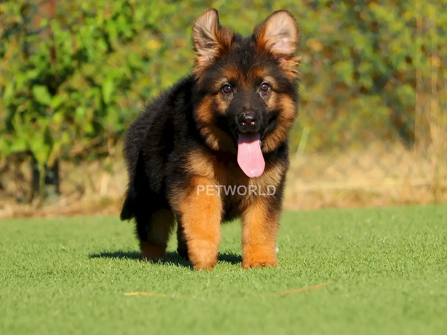 Alman Çoban Köpeği Buddy 1