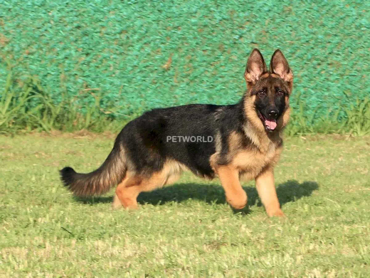 Alman Çoban Köpeği Andressa