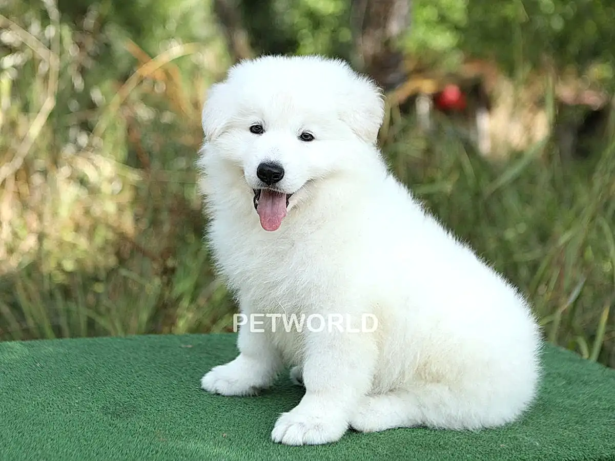 Alman Çoban Köpeği Max